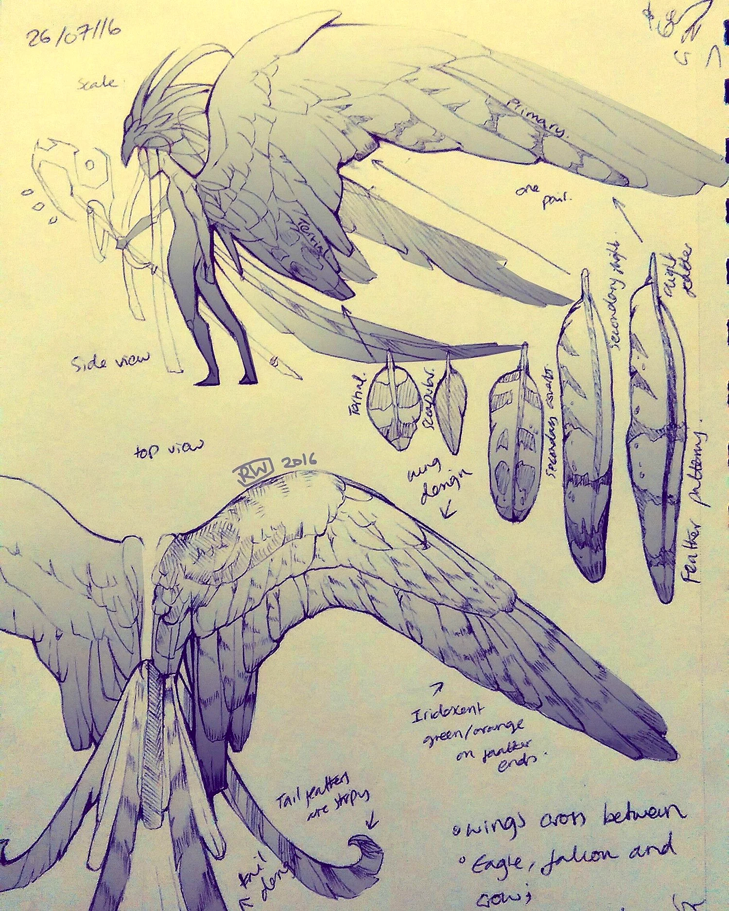Анатомия крыльев