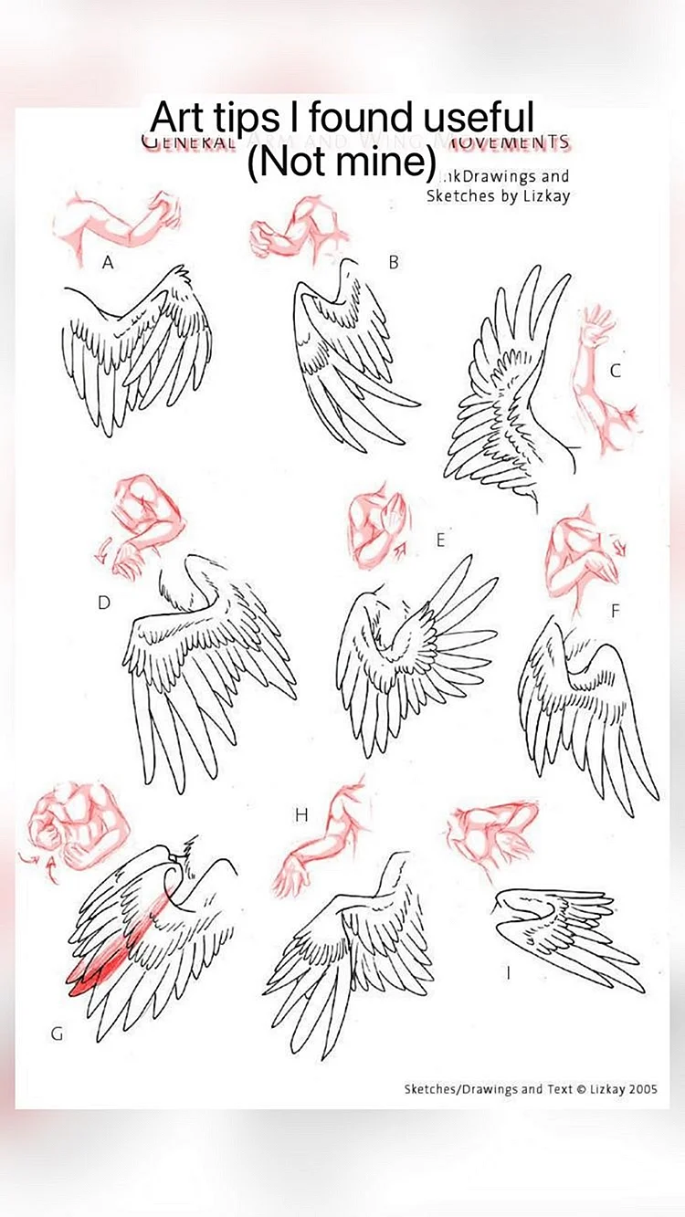 Анатомия крыльев для рисования