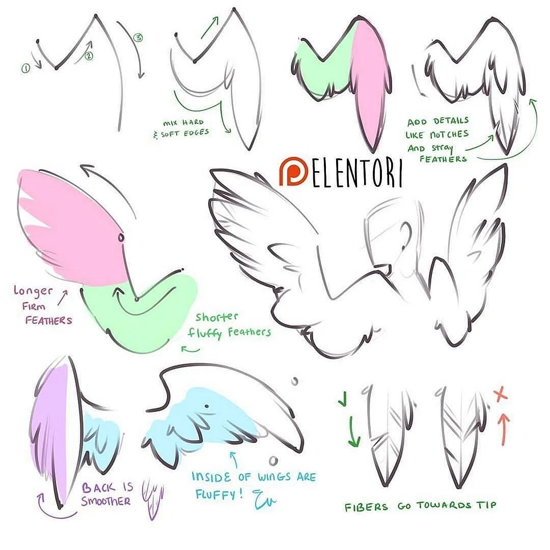 Анатомия пони Крылья
