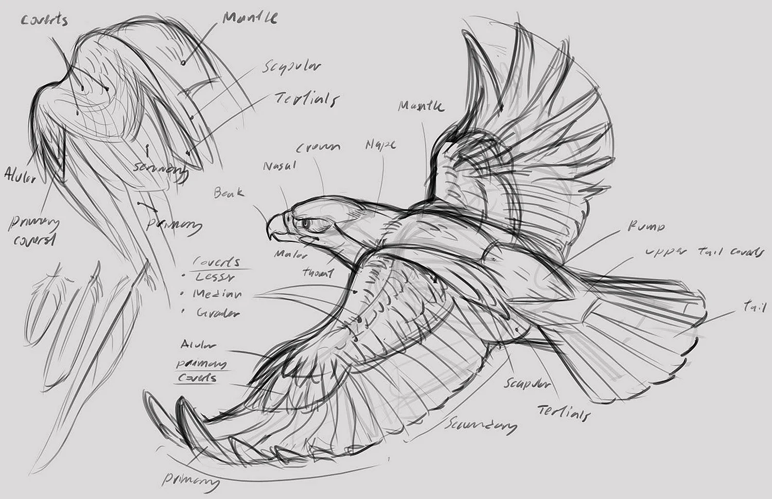 Анатомия птиц для рисования