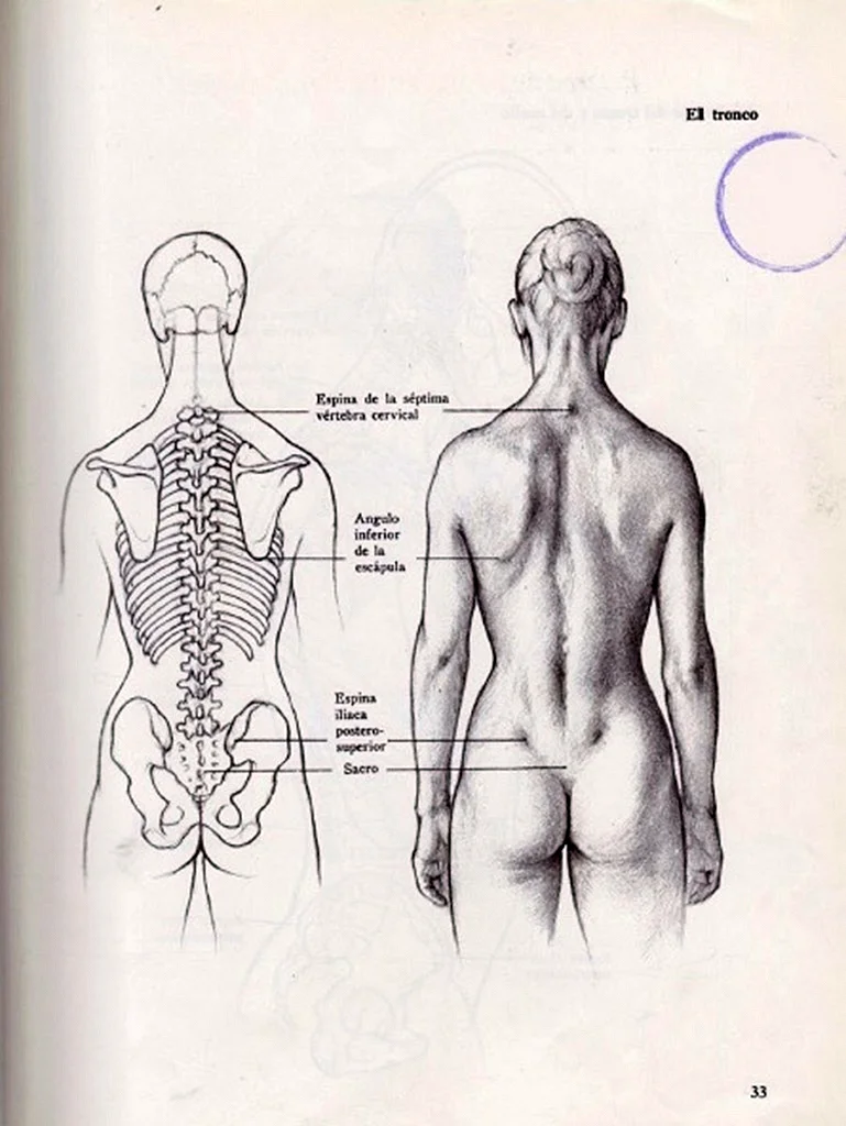 Анатомия спины
