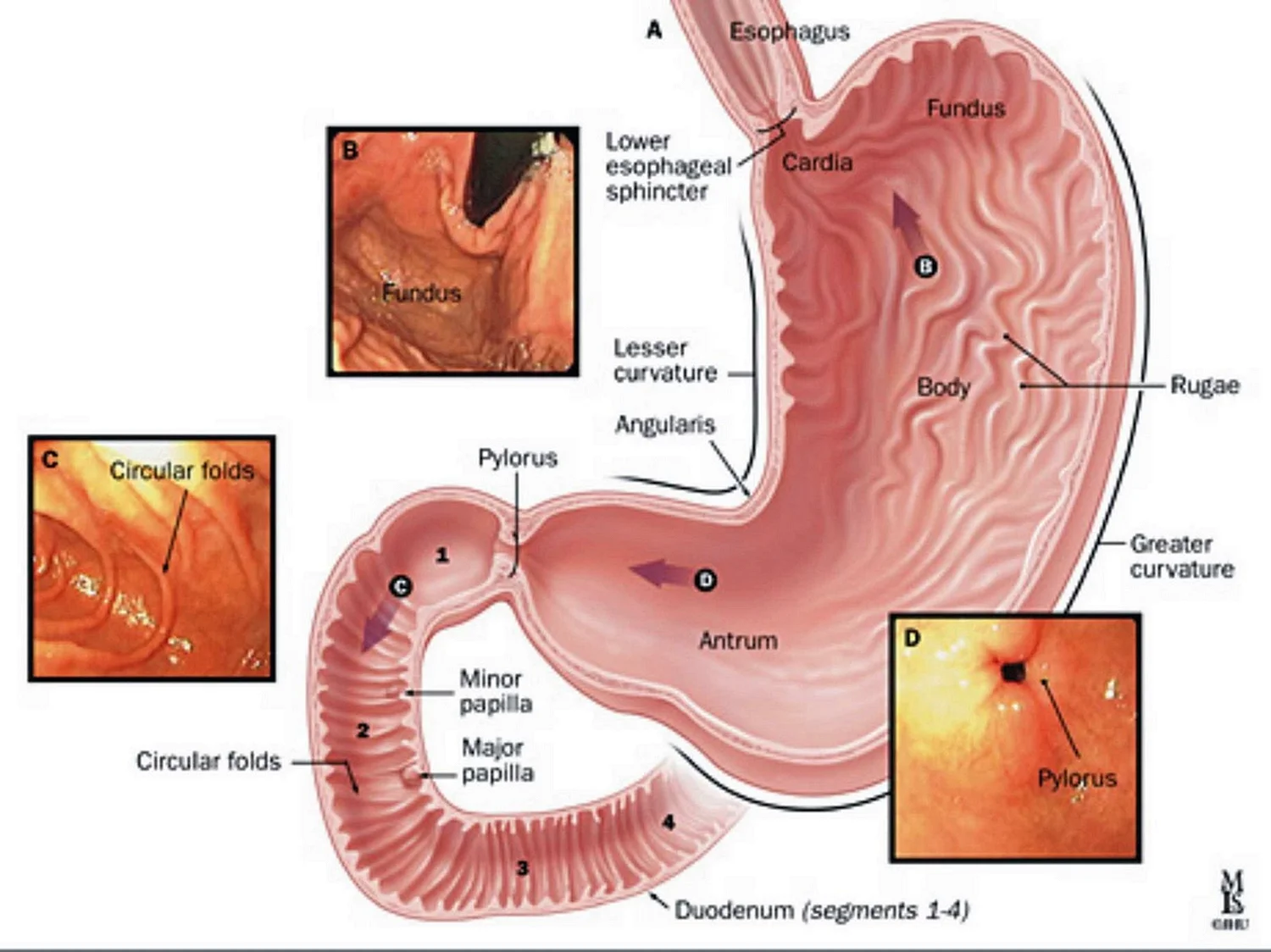 Анатомия желудка антральный отдел