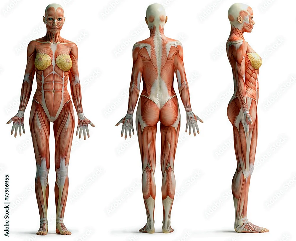 Анатомия женщины