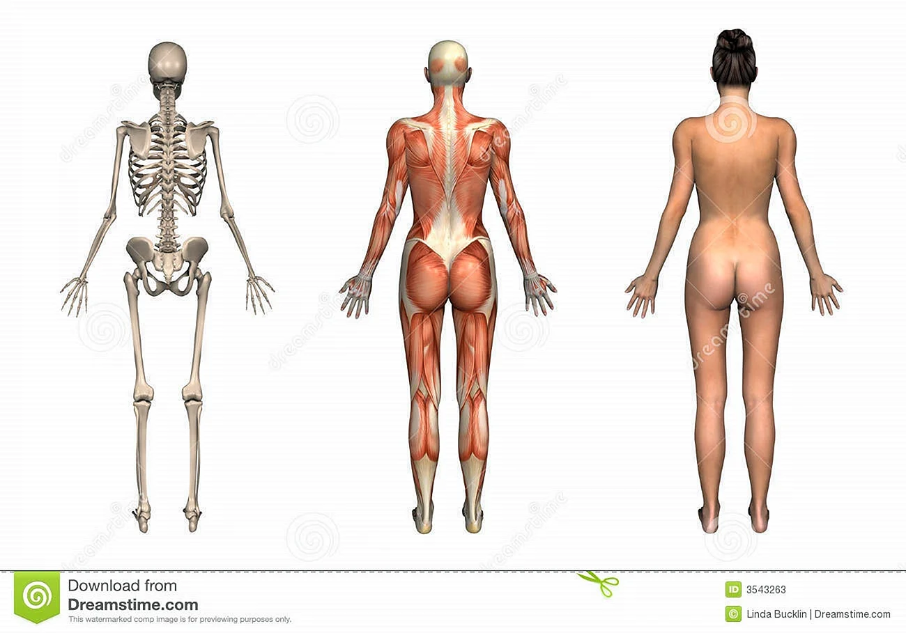 Анатомия женщины спереди и сзади