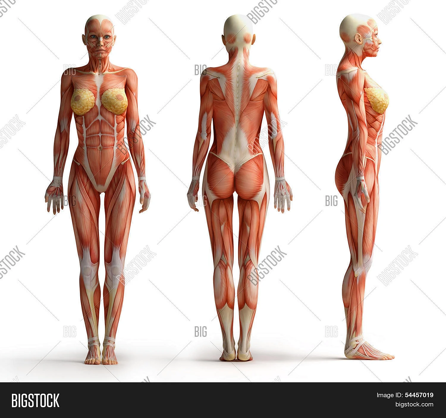 Анатомия женского тела