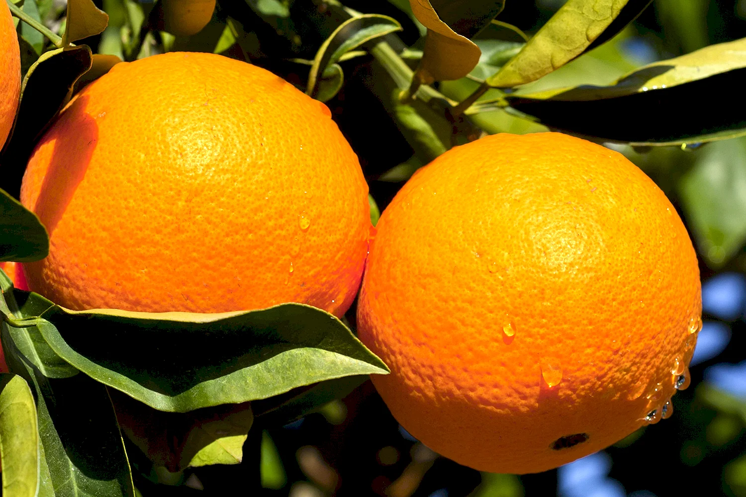 Апельсин гибрид мандарина и помело