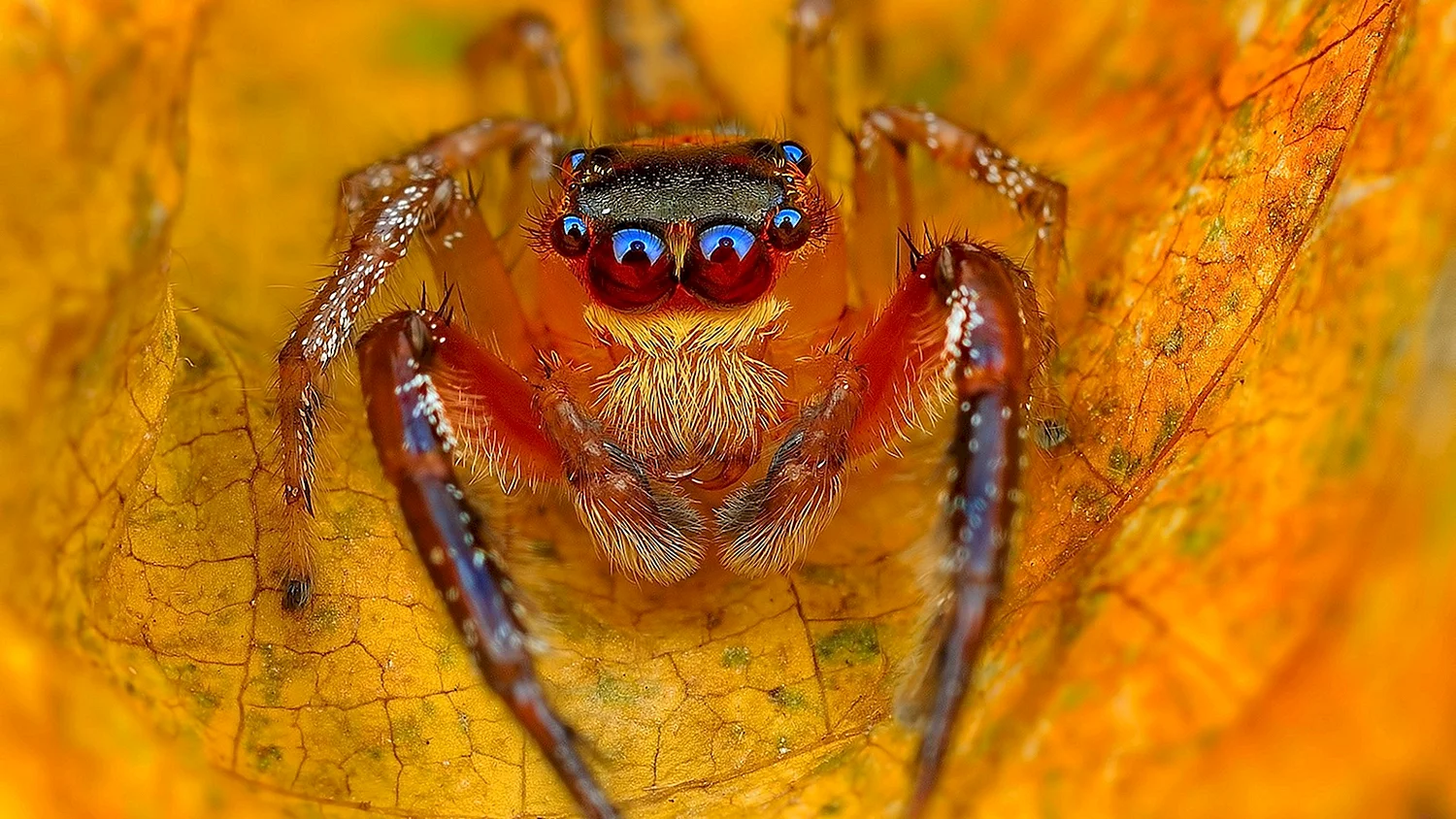 Арахнид желтый паук