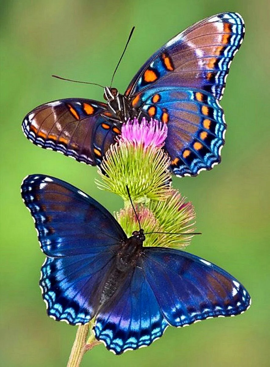 Бабочка Limenitis Arthemis