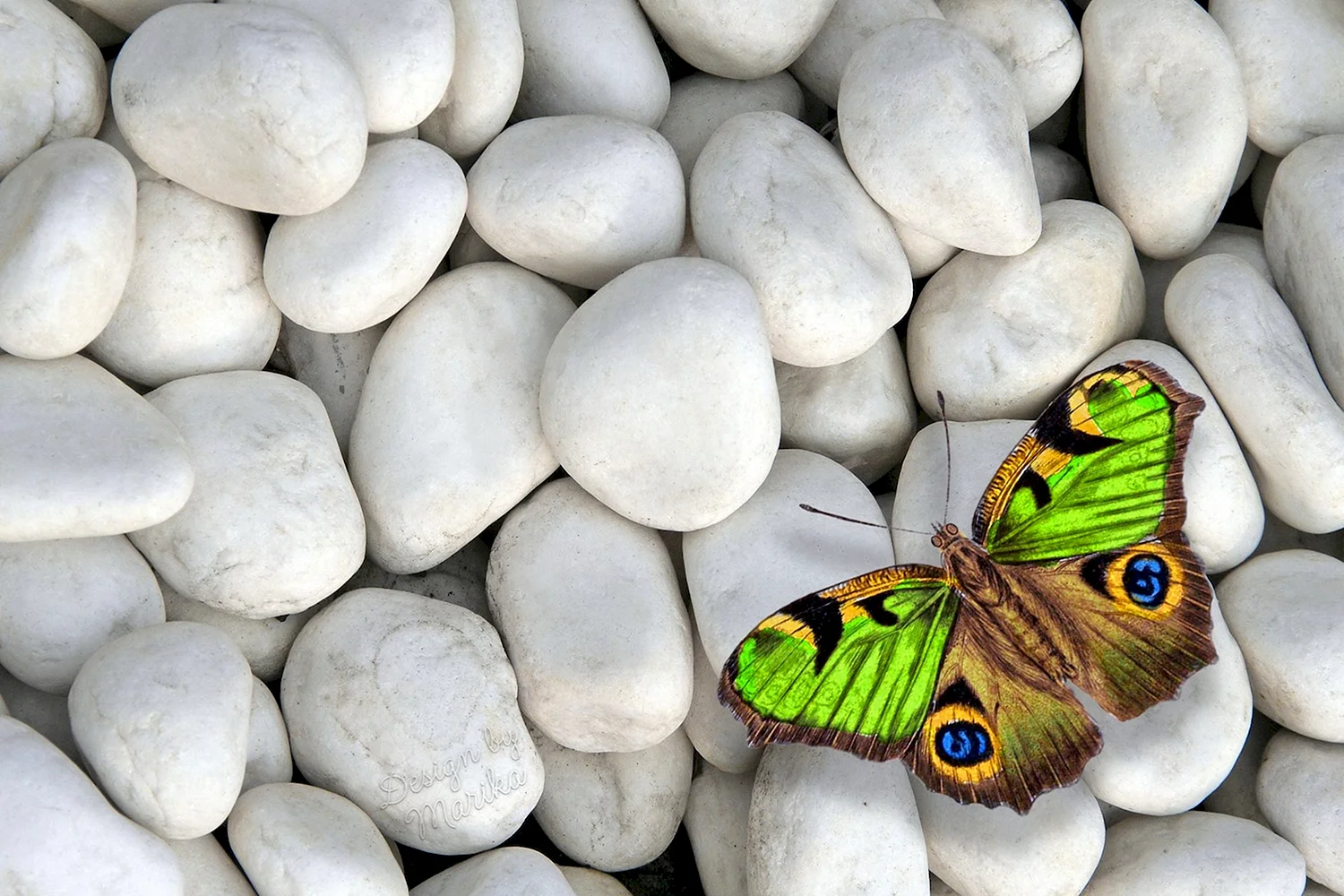 Бабочка на камнях