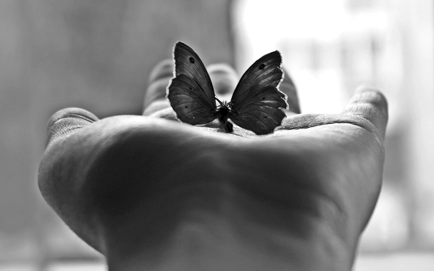 Бабочка на ладони