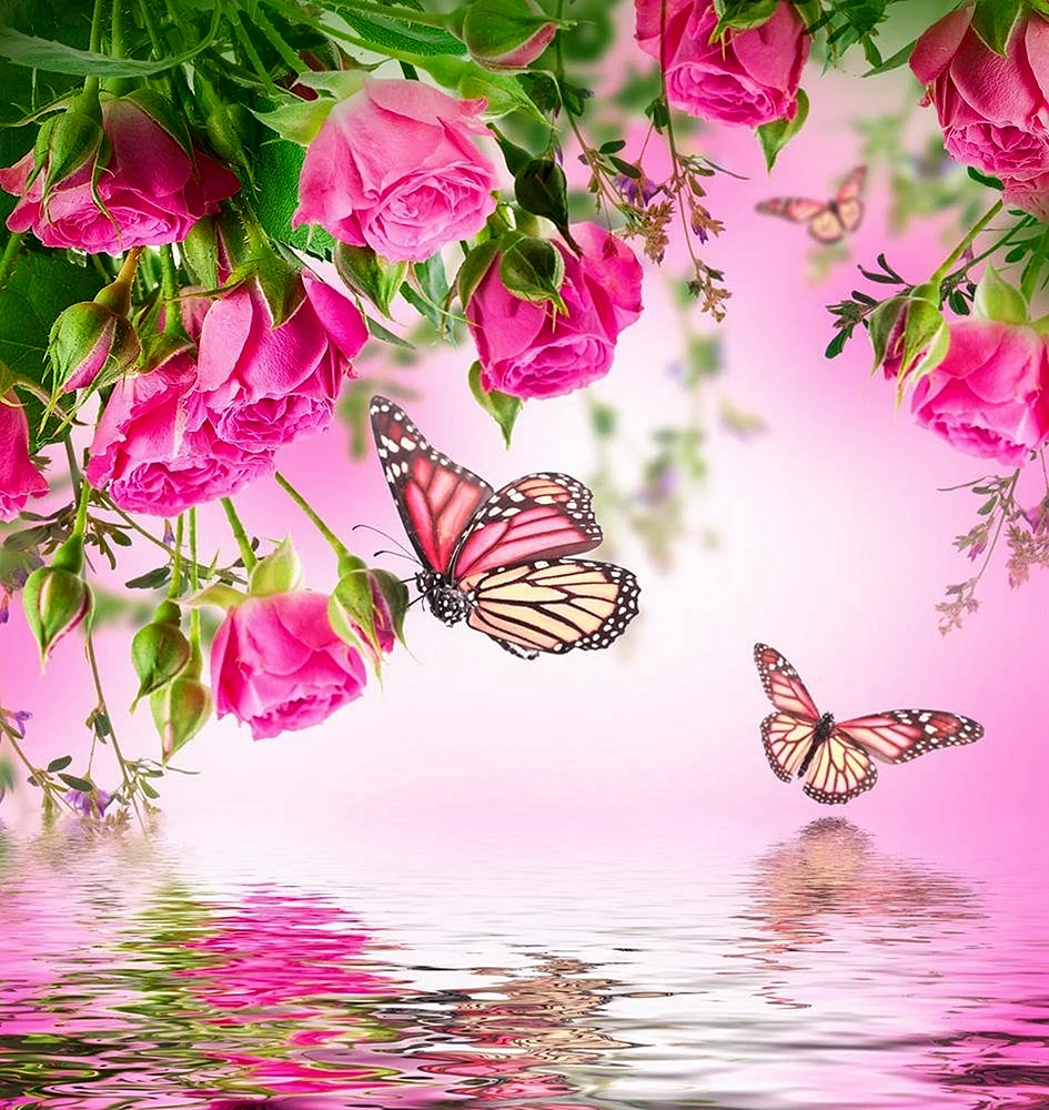 Бабочка на розовом цветке