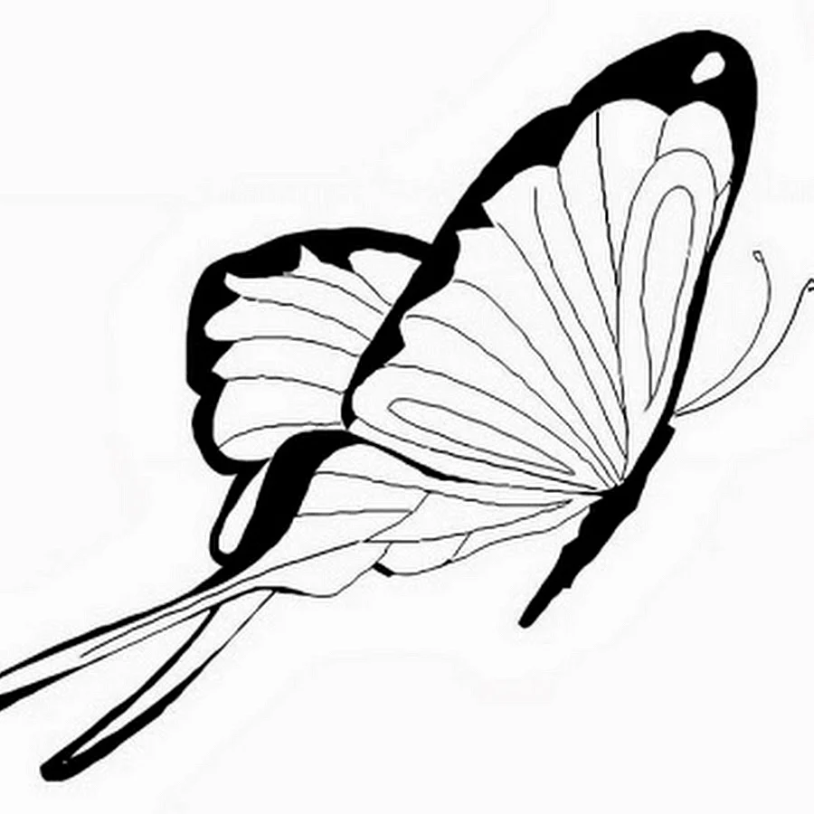 Бабочка в полете раскраска
