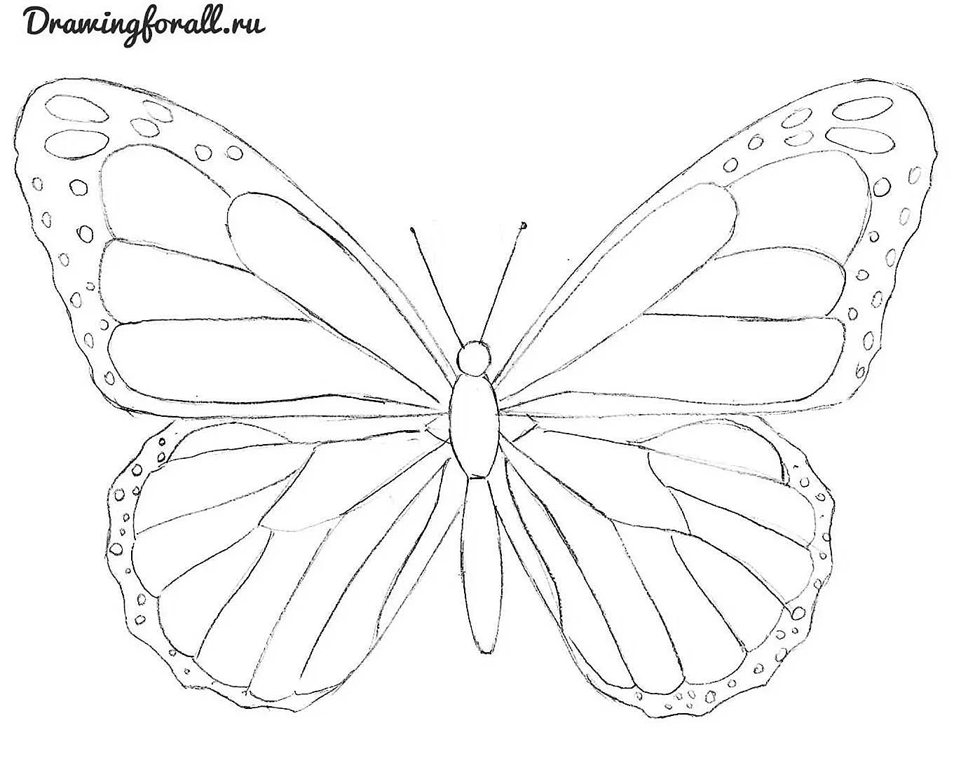 Бабочки карандашом для срисовки