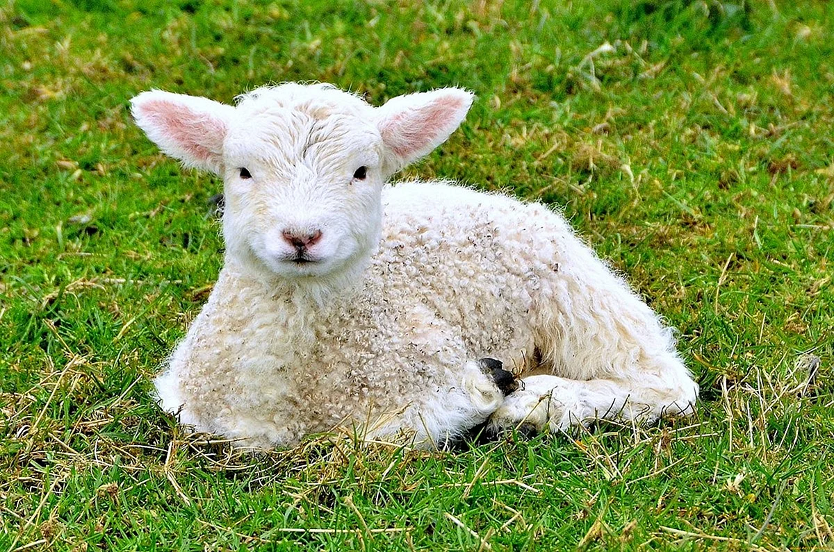 Баран овца ягненок
