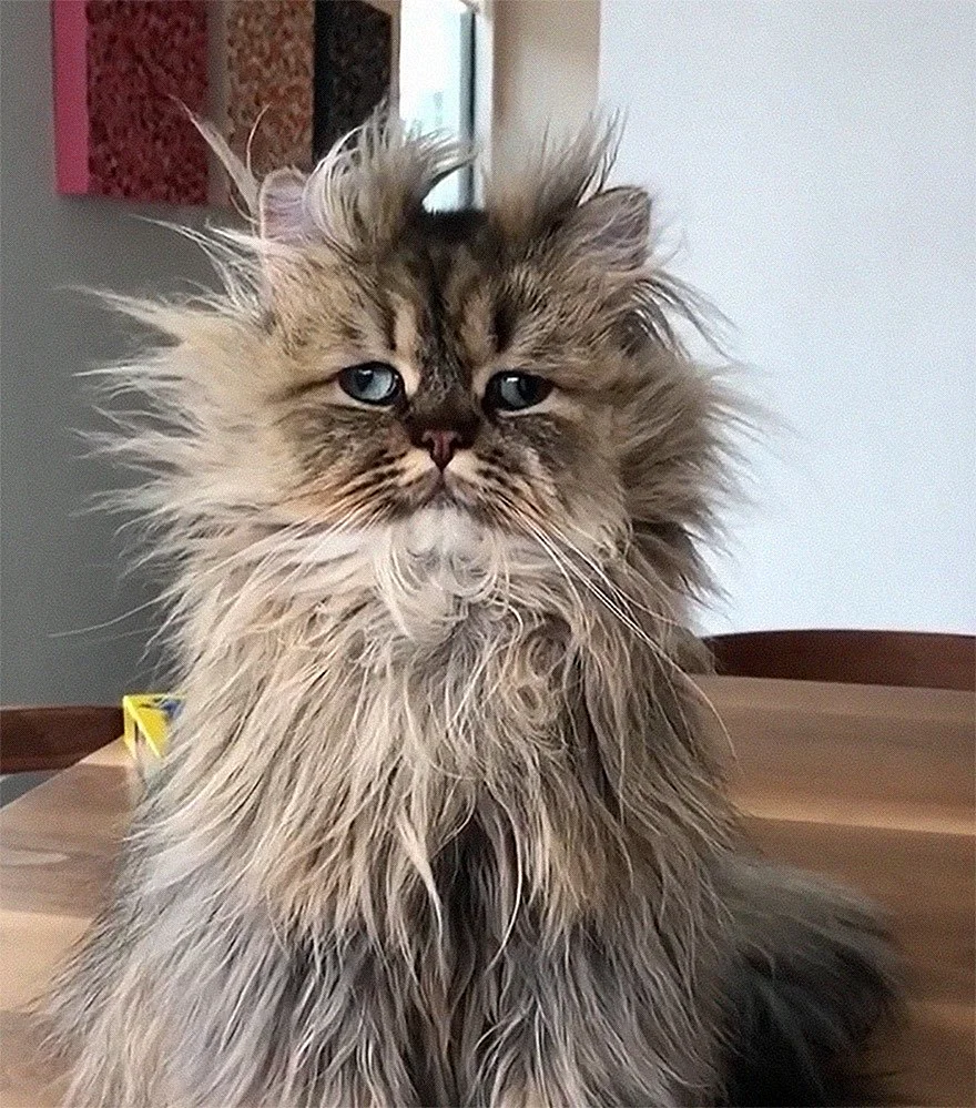 Барнаби персидский кот