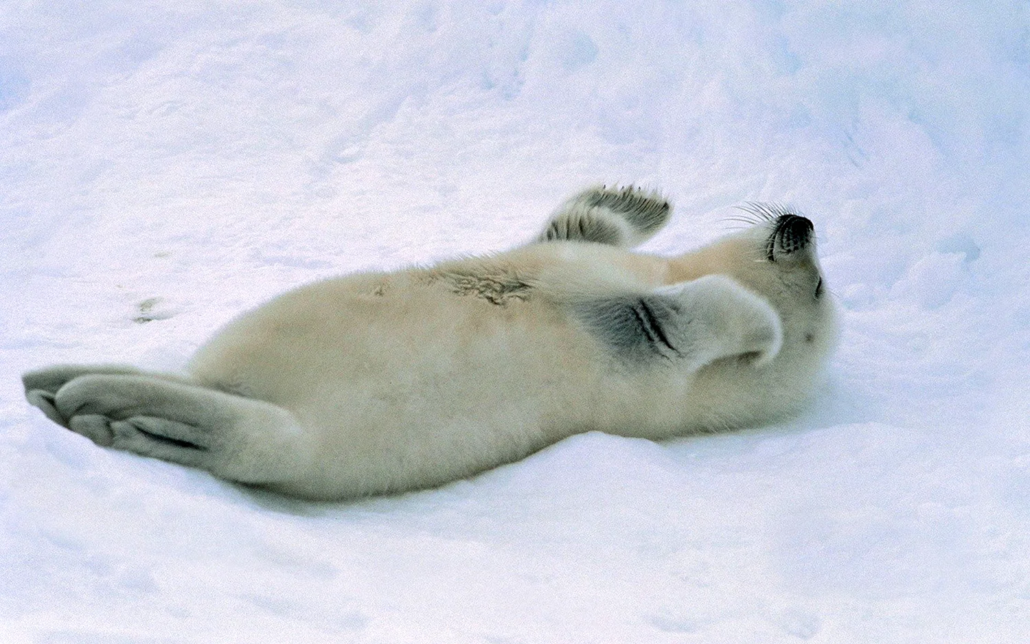 Белек тюлень спит
