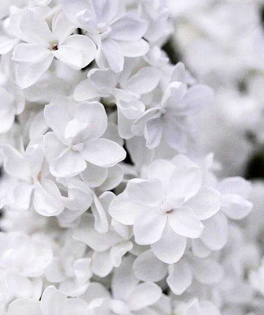 Беленькие цветочки