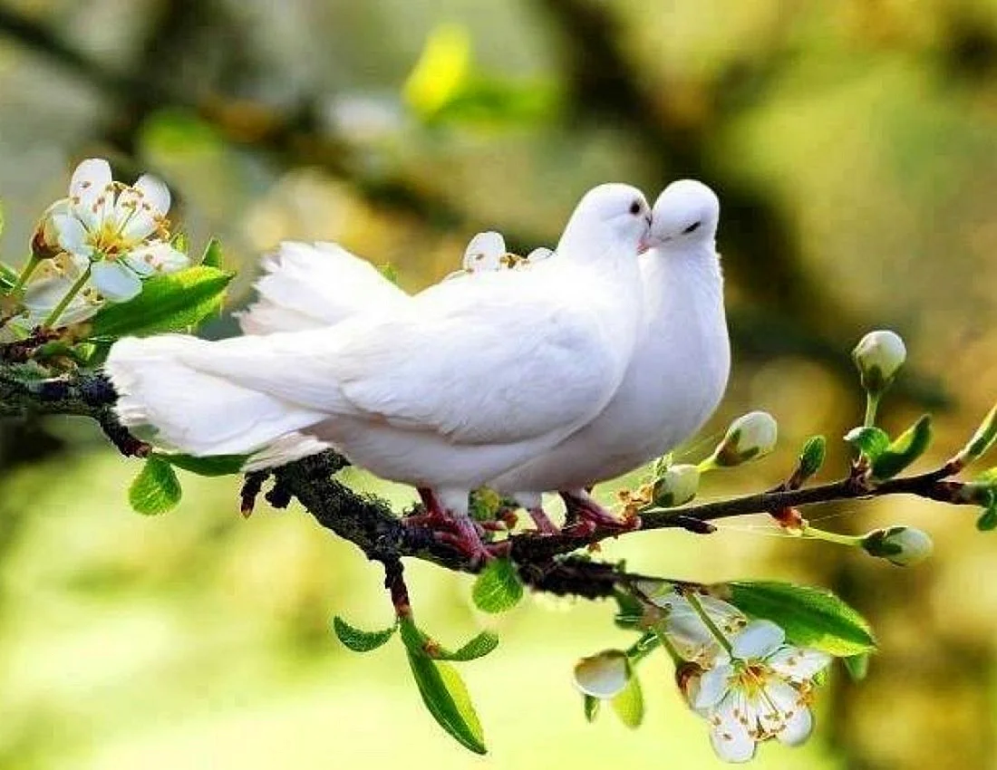 Белый голубь на ветке