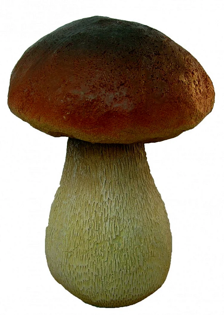 Белый гриб Боровик