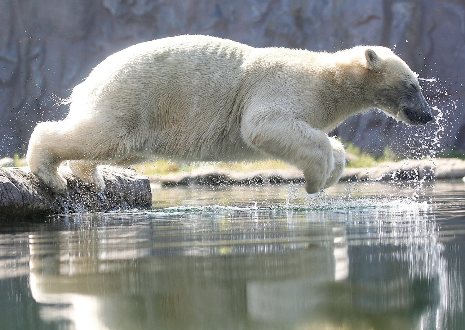 Белый медведь в прыжке