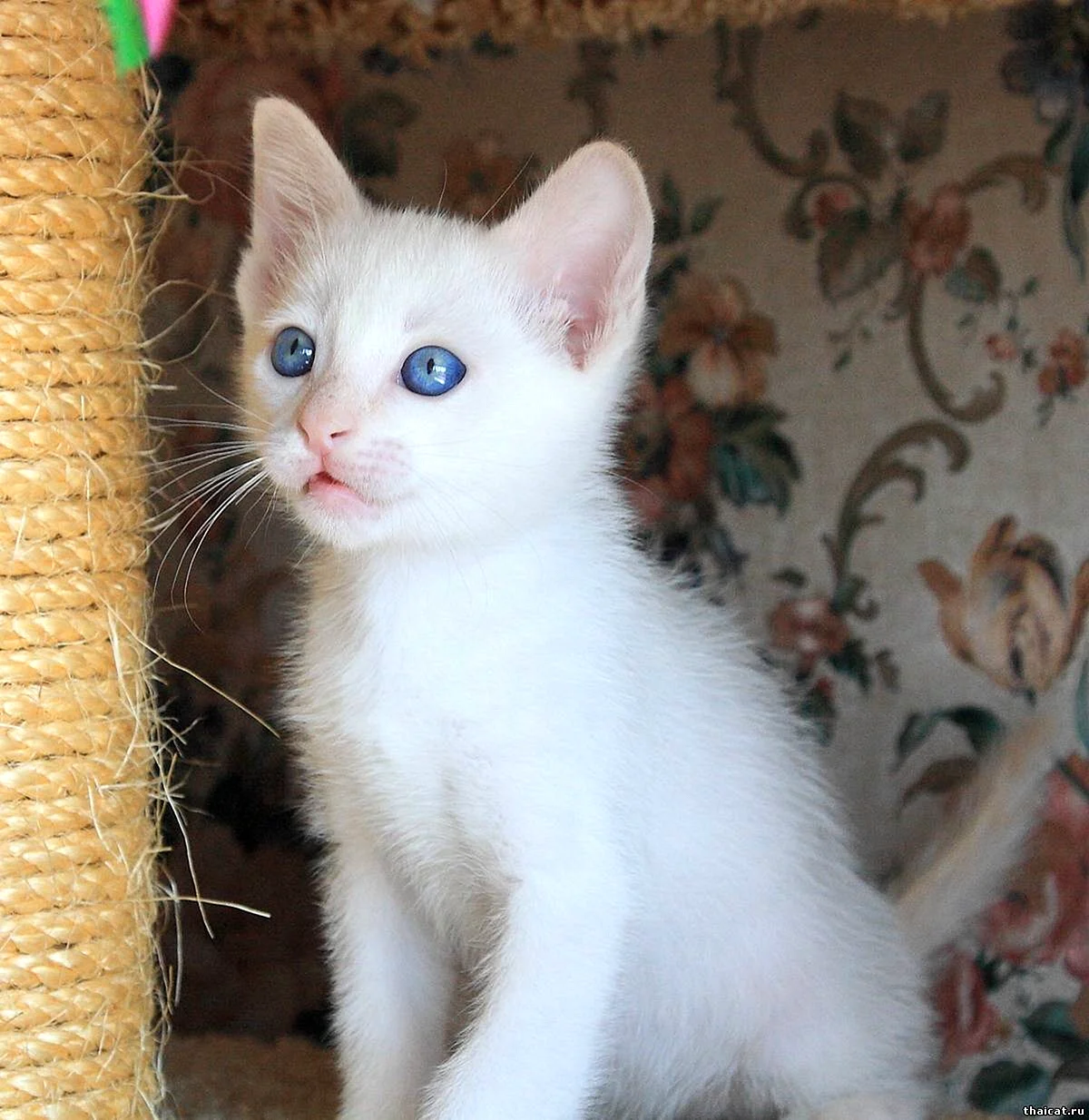 Белый сиамский котенок
