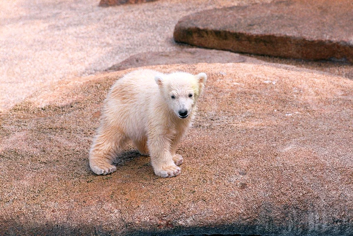 Белый тропический медведь