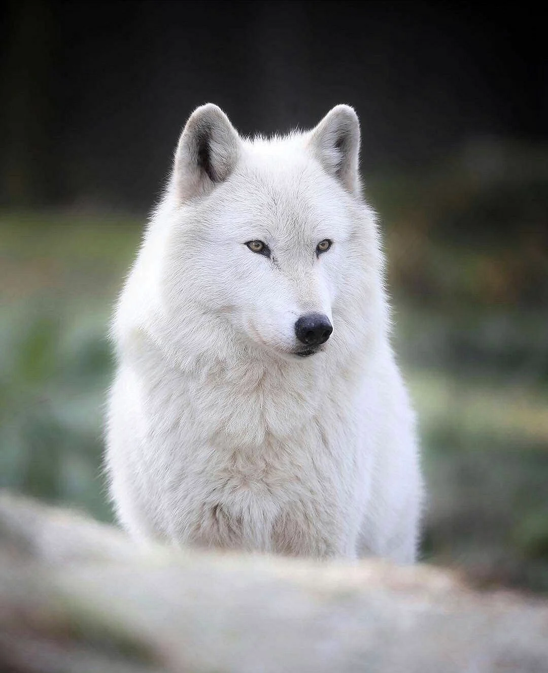 Белый волк Акелла