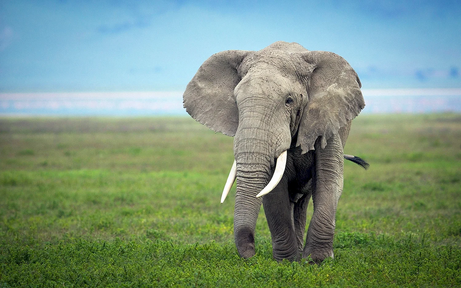 Бивни африканского слона