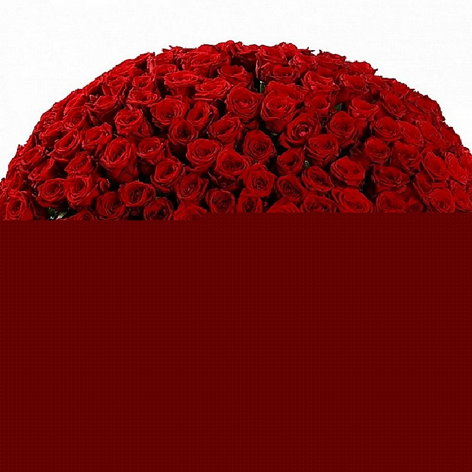 Большой букет красных роз с днем рождения