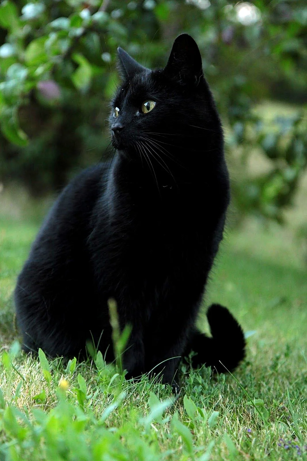 Бомбейская черная кошка