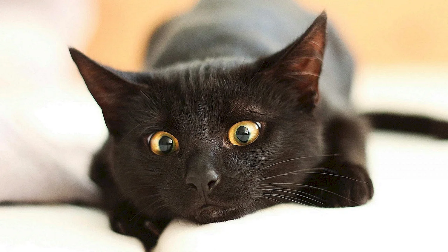 Бомбейская кошка черно белая