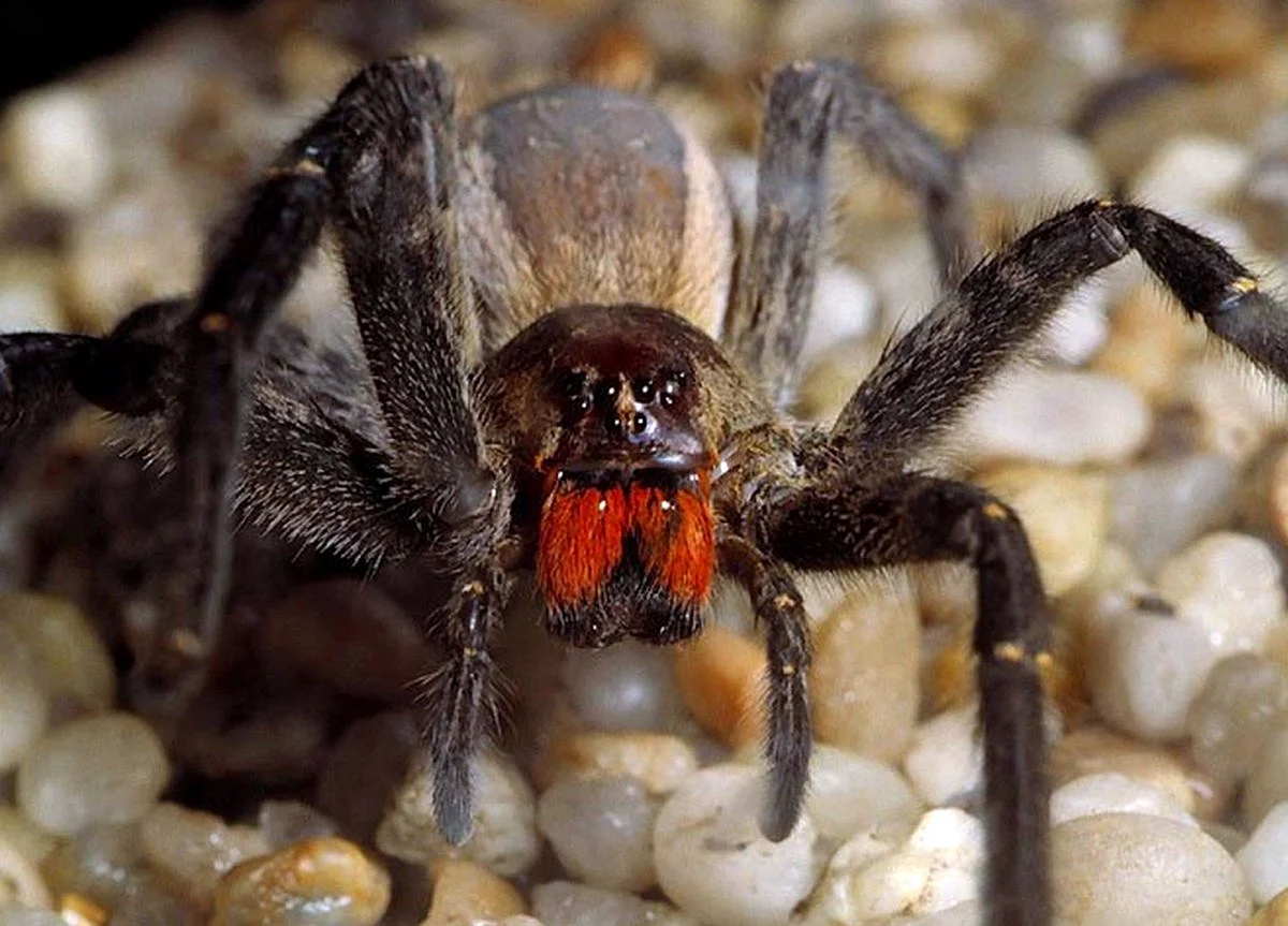 Бразильский воронковый паук
