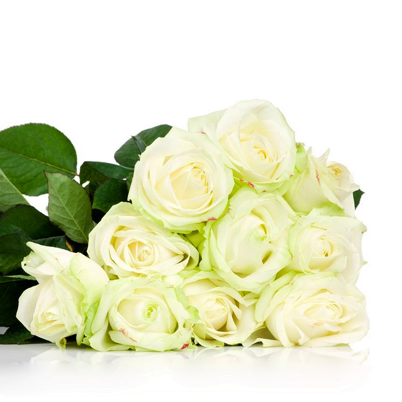 Букет белых роз на белом фоне