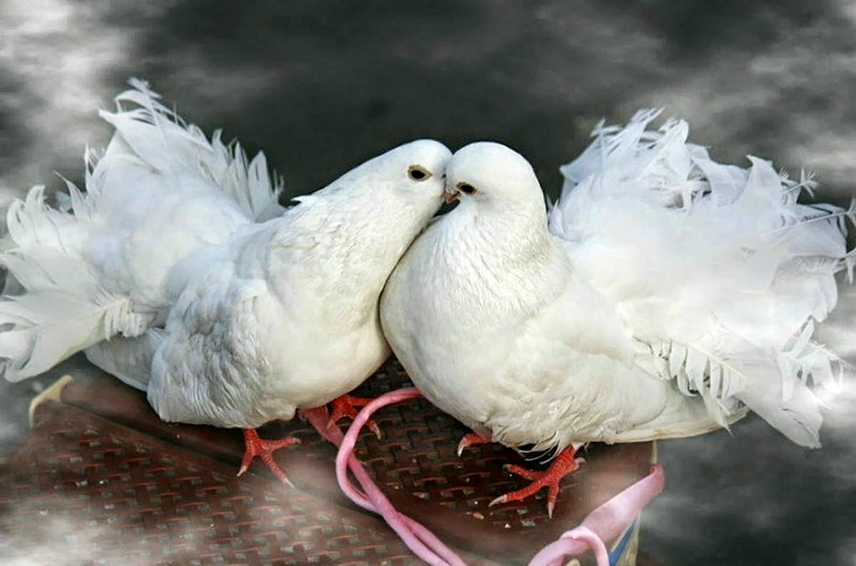 Бухарские голуби