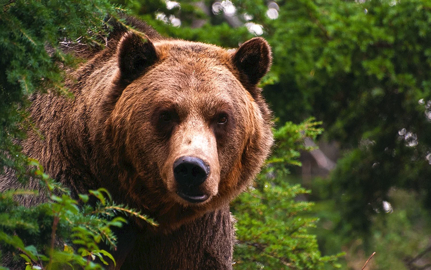 Бурый медведь хозяин тайги