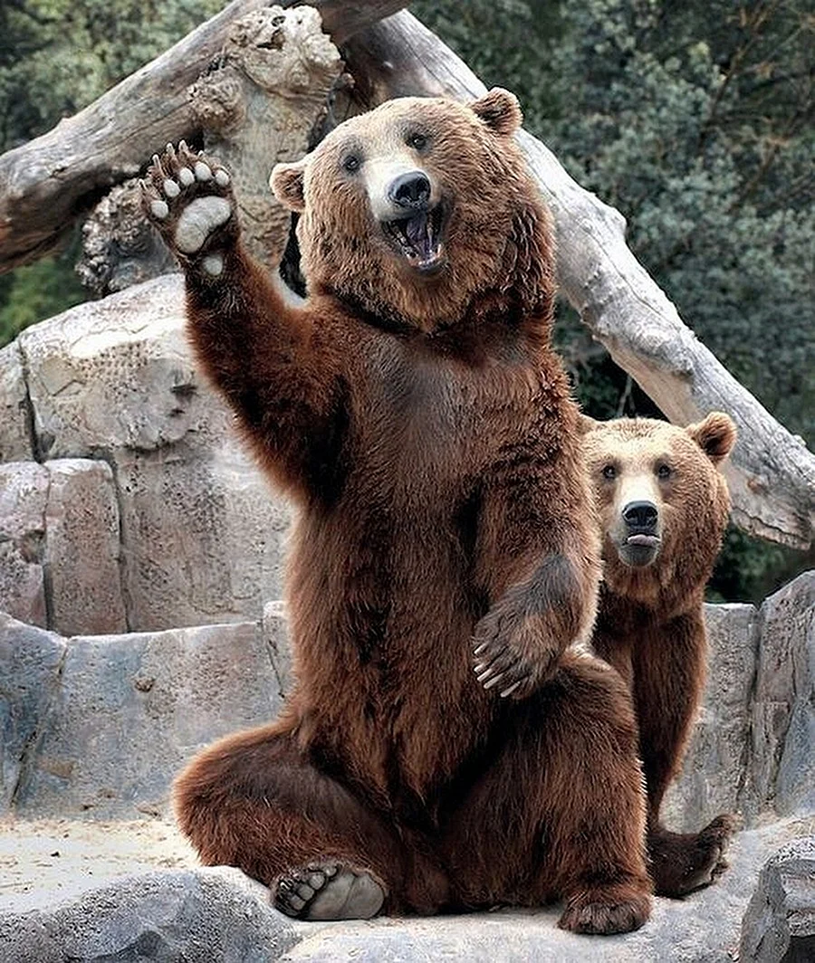 Бурый медведь машет лапой