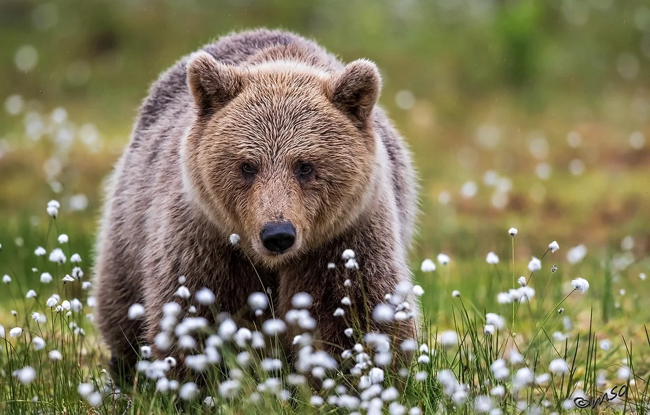 Бурый медведь обыкновенный.