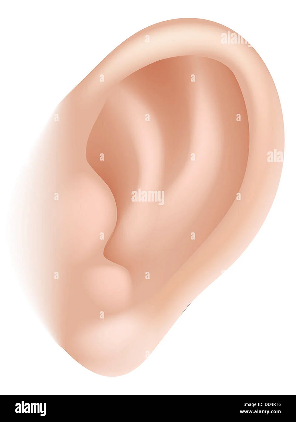 Части тела ухо