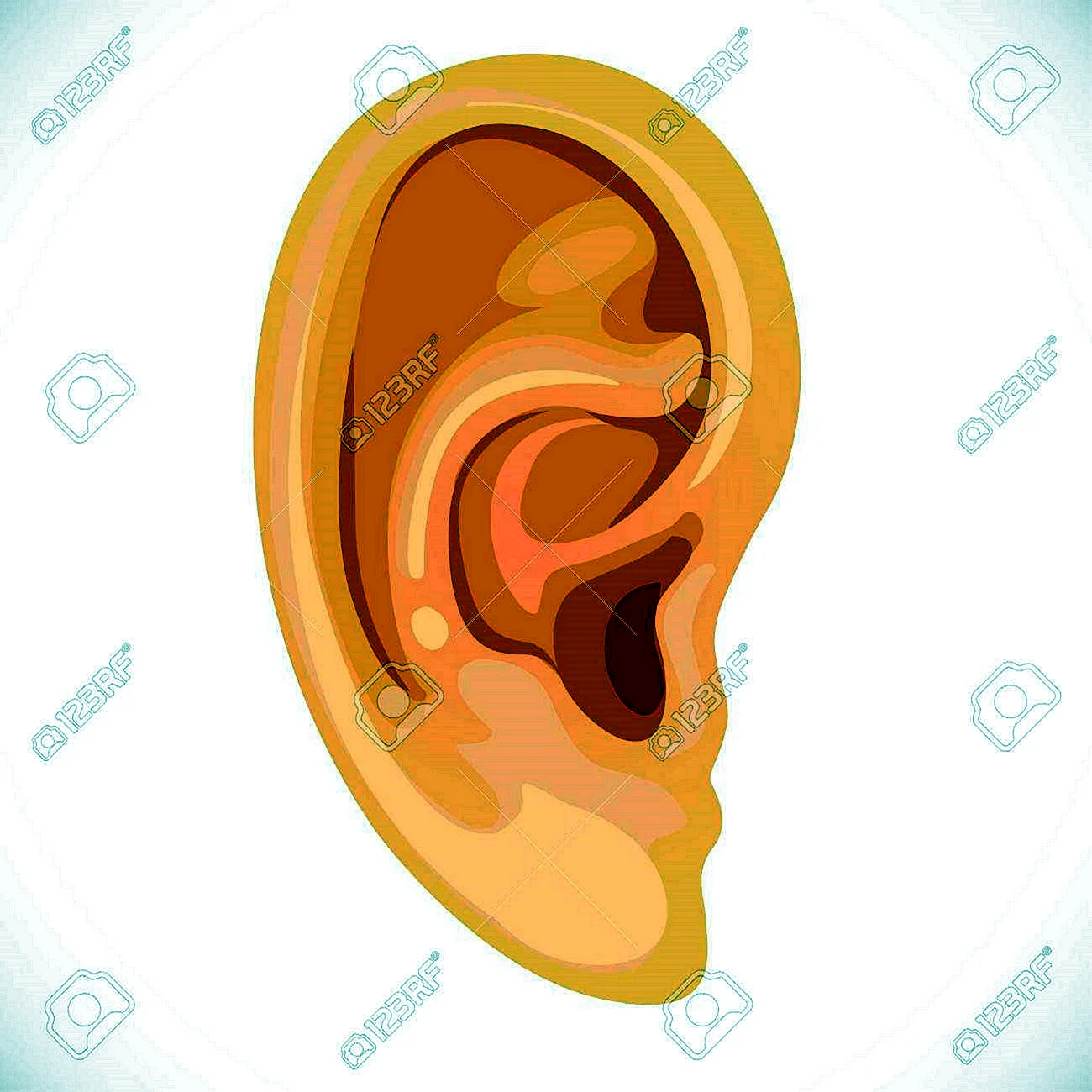 Части тела ухо