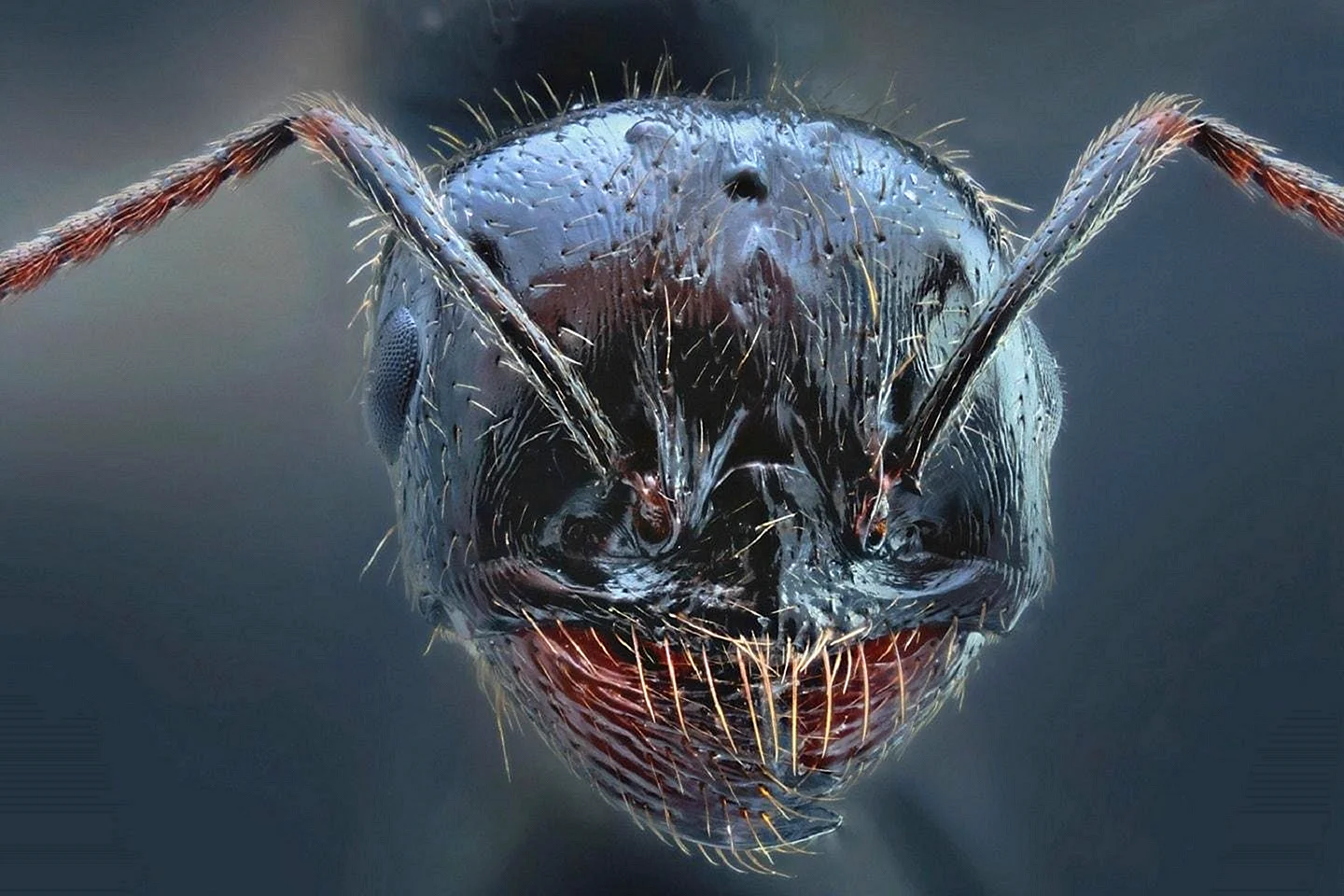 Челюсти муравья под микроскопом