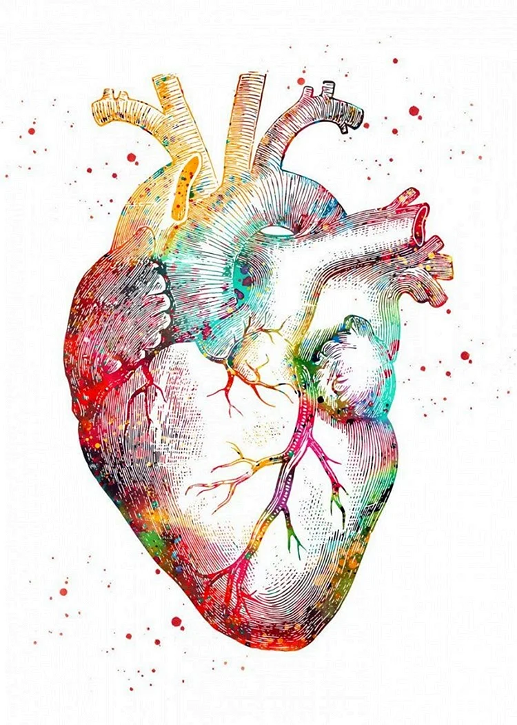Человеческое сердце анатомия