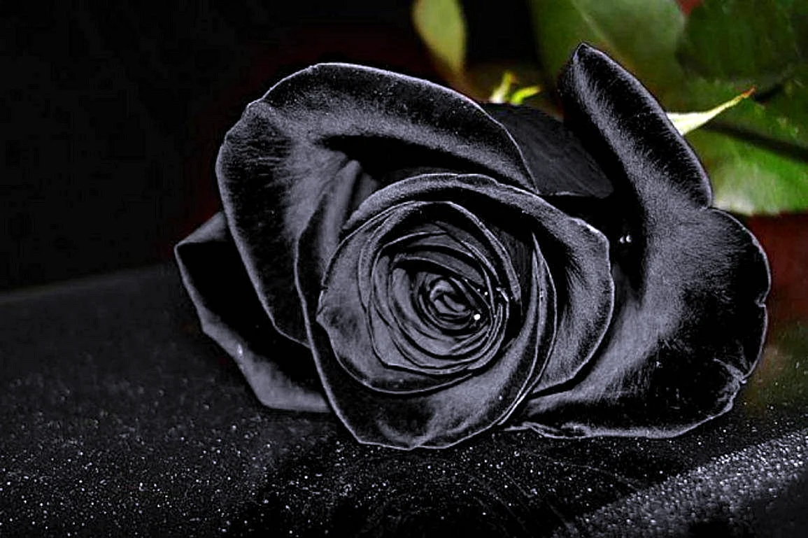 Черная роза 