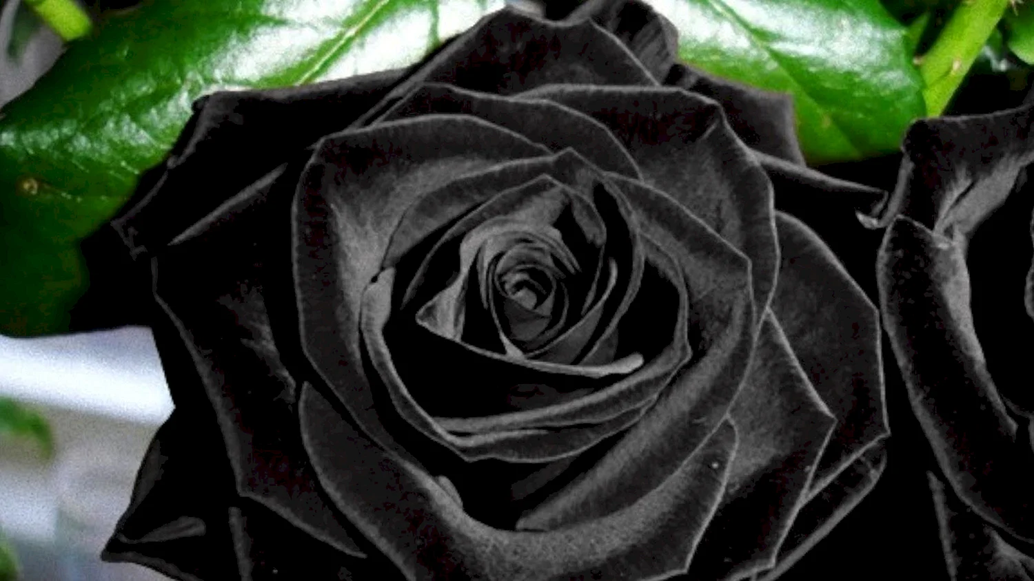 Черная роза сорт Кармен