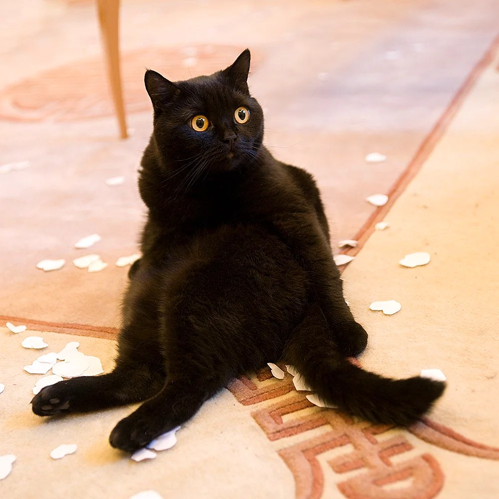 Черный кот Котоматрица