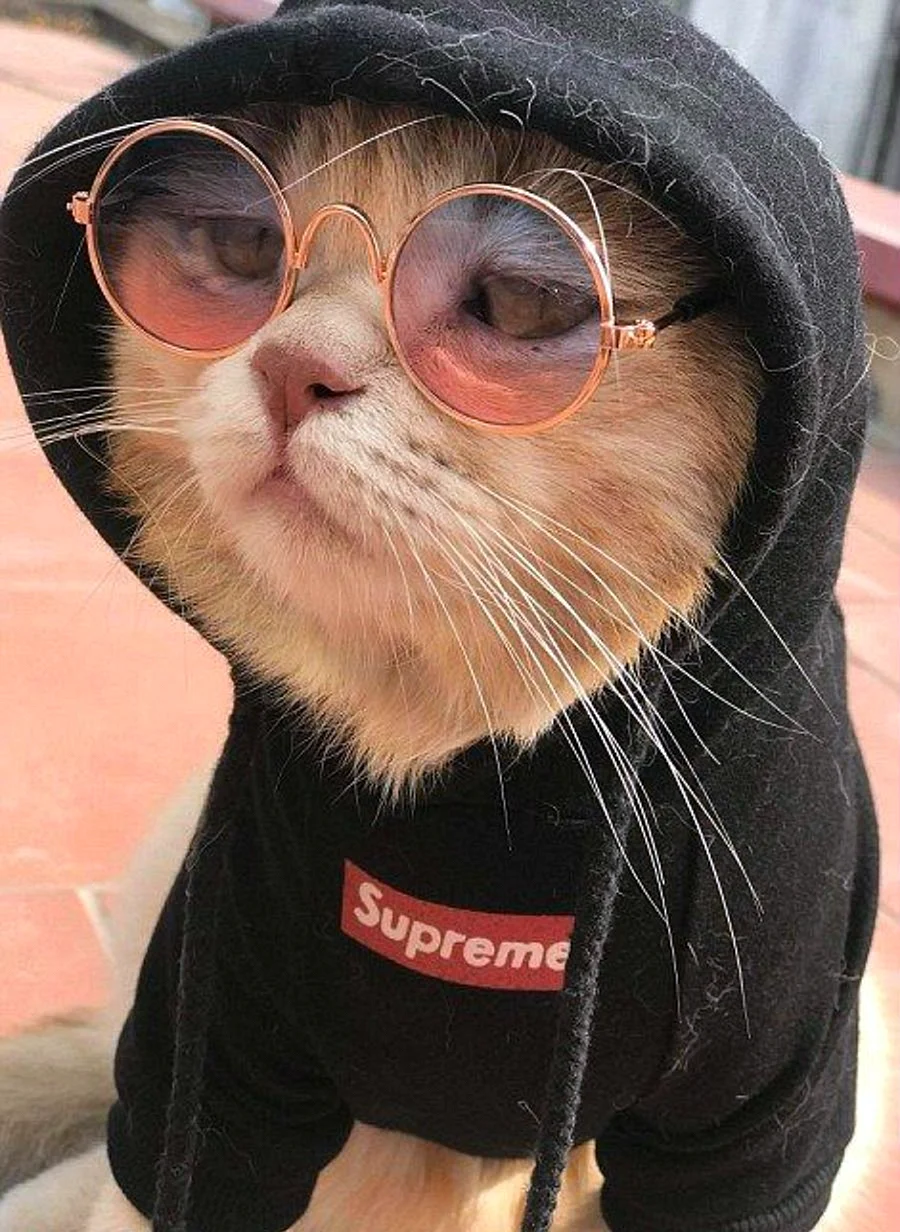 Черный кот в очках
