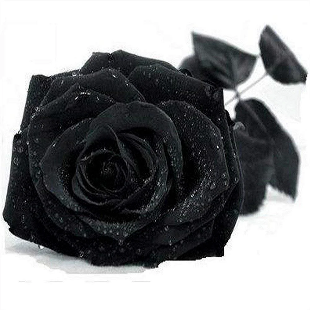 Черный нефрит роза