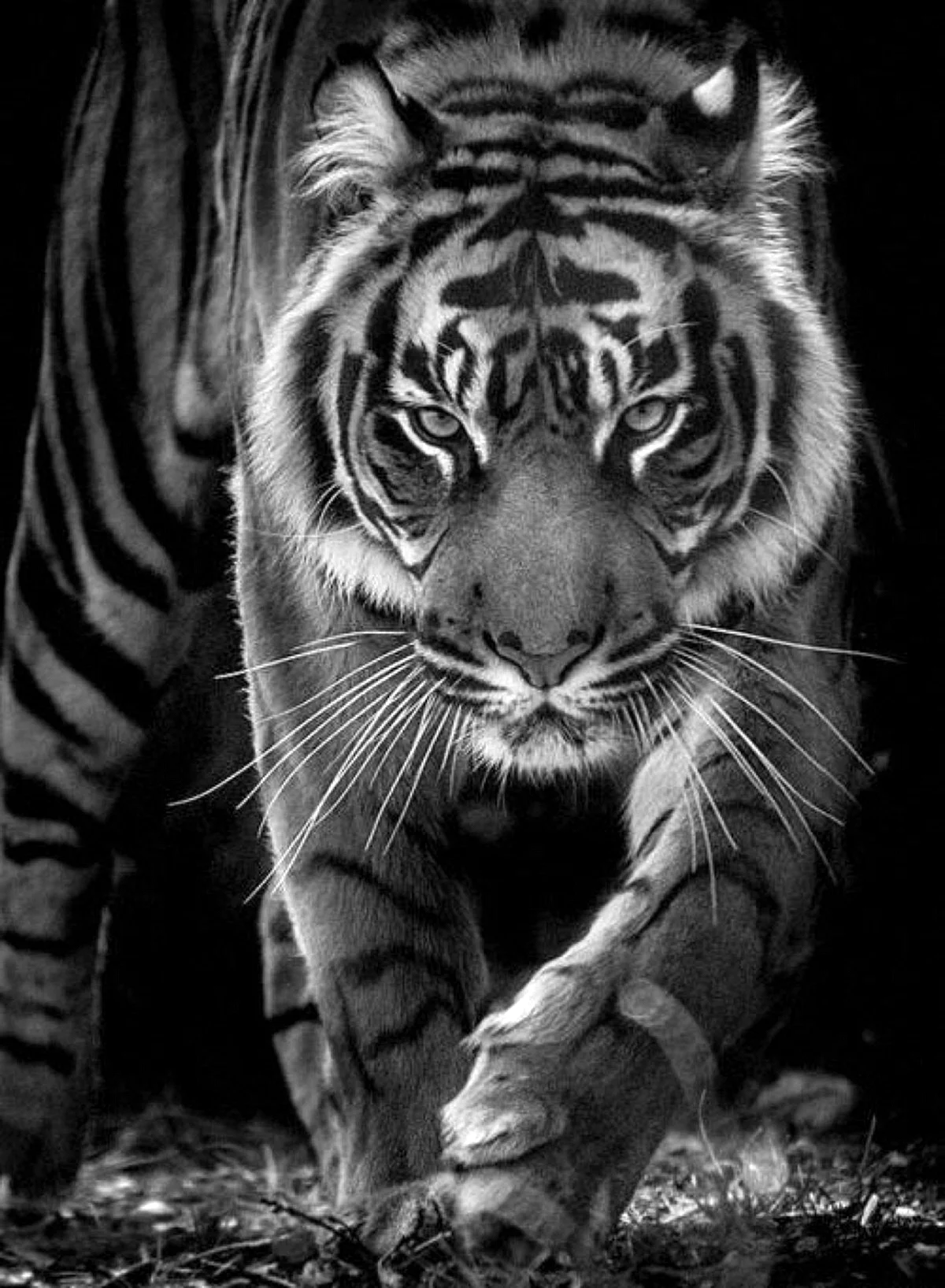 Черный тигр Кишан