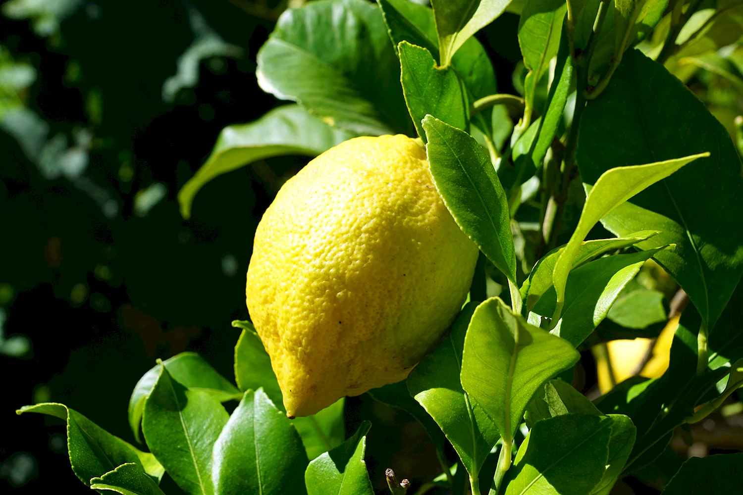 Citrus Limon (Lemon) Leaf
