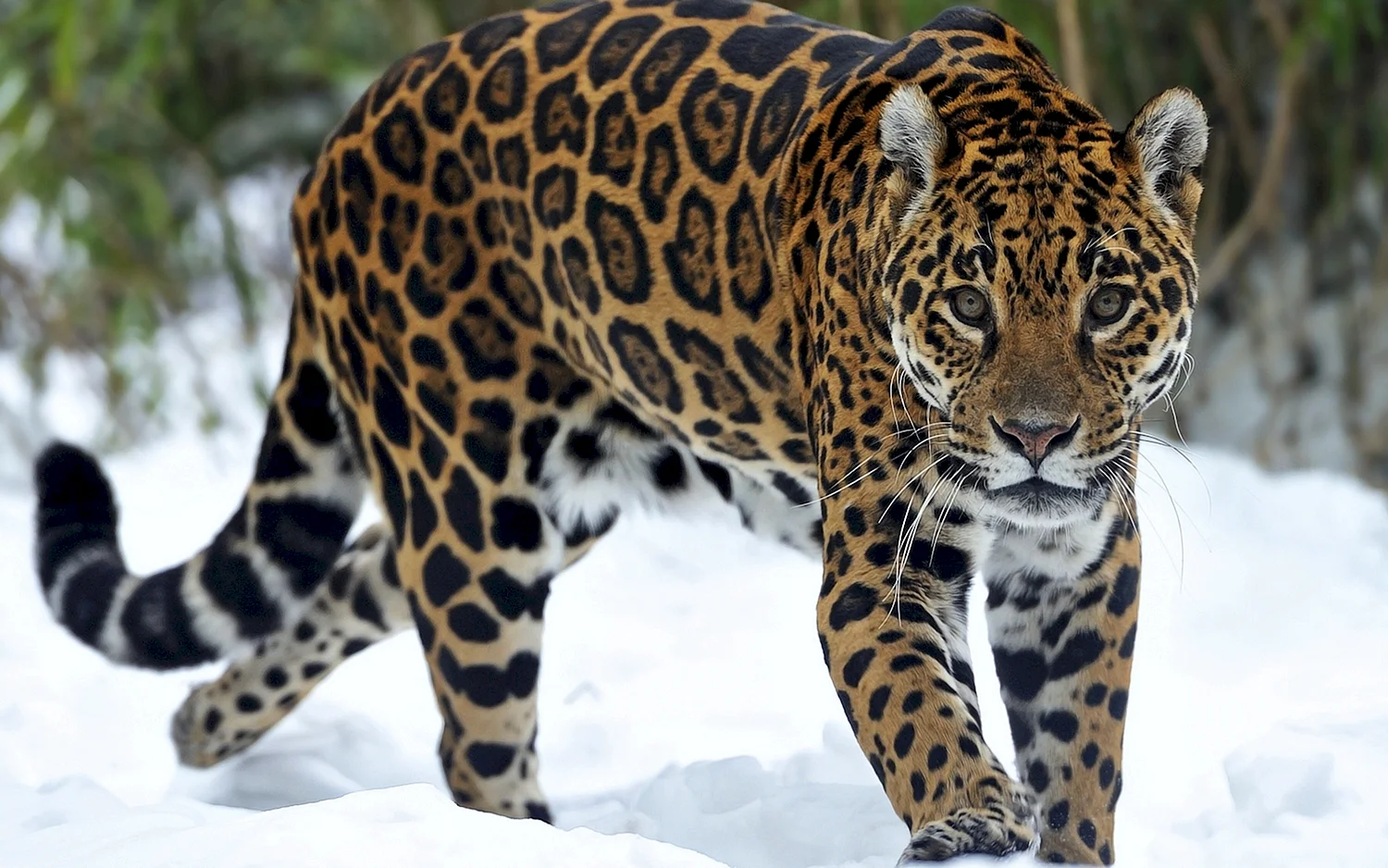 Дальневосточный леопард (Амурский леопард)