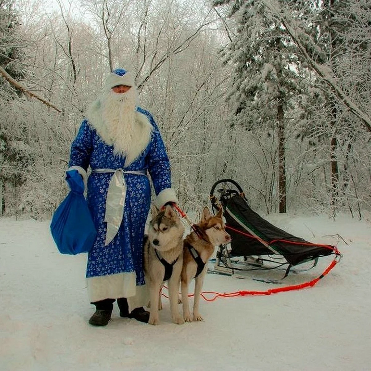 Дед Мороз на собачьей упряжке
